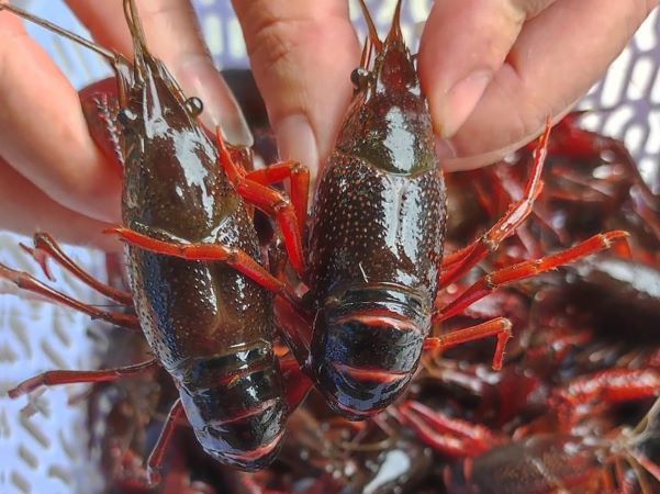 ‘Thủy quái’ đáng sợ đổ về Việt Nam, nhiều nước từng phải trả giá đắt