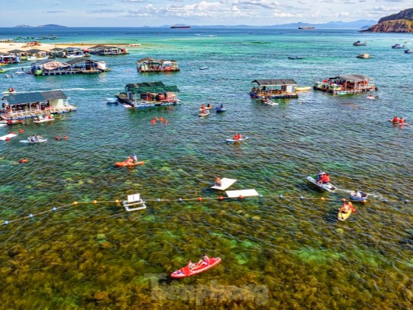 'Cánh đồng vàng' rong mơ làng Nhơn Hải hút hồn du khách