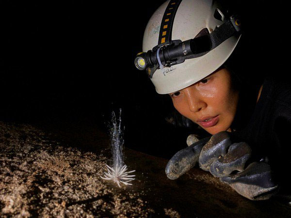 Vẻ kỳ lạ của loài 'thủy quái' vừa được phát hiện ở Phong Nha - Kẻ Bàng