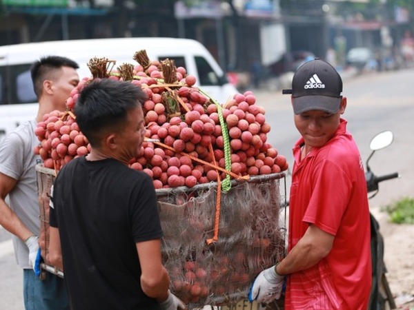 Bắc Giang: Người dân phấn khởi vì giá vải thiều cao chưa từng có, gần 100.000 đồng/kg