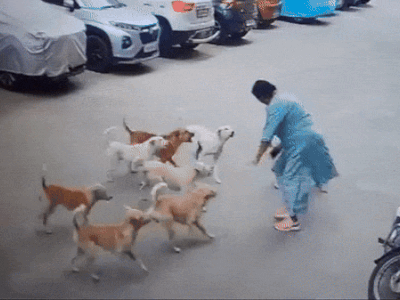 Người phụ nữ bị 15 con chó tấn công trên phố và cái kết