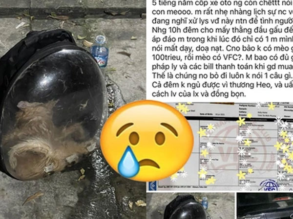 Chú mèo giá 80 triệu chết ngạt sau 5 tiếng trong cốp xe vận chuyển, thái độ của lái xe gây bức xúc khiến chủ mèo phải báo công an