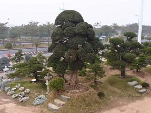 Hé lộ 'áp lực' chuyện chăm sóc vườn tùng la hán 11.000m2, riêng 1 cây có giá bằng cả căn chung cư Hà Nội