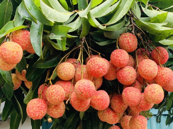 Vải thiều mất mùa chưa từng thấy, nông dân Bắc Giang vẫn kiếm tiền kỷ lục