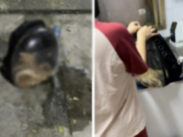 Toàn cảnh vụ mèo 80 triệu bị lái xe để trong cốp sốc nhiệt đến chết: Chủ muốn lời xin lỗi, tài xế đáp 'không có gì để nói'