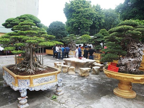 Đại gia Phú Thọ sở hữu '1 trong 10 vườn cây cảnh đẹp nhất thế giới', có cây trị giá 50 tỷ