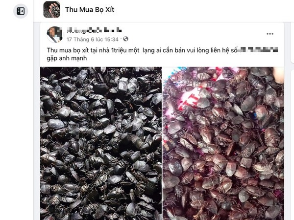 Giật mình giá mua bọ xít bán cho thương lái Trung Quốc