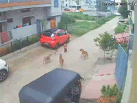Bé trai bị đàn chó sáu con cắn xé ngay trước nhà