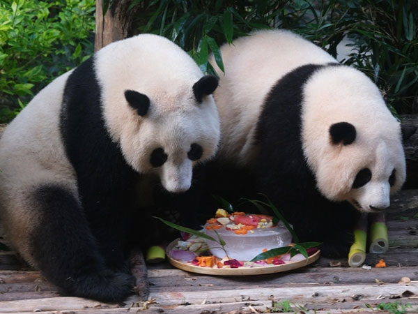 Sinh nhật 3 'đỉnh lưu' giới gấu trúc: Hàng ngàn fan xếp hàng xuyên đêm để chúc mừng, quảng cáo mừng sinh nhật không kém sao hạng A