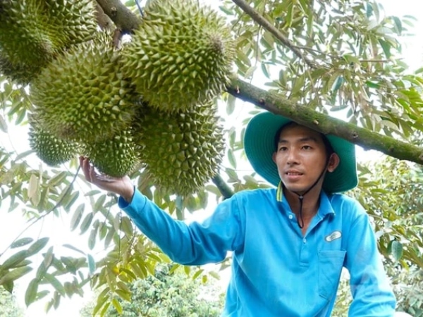 Cải tạo đất lúa, trồng cây trái vụ, thạc sĩ nông dân miền Tây thu tiền tỷ mỗi năm