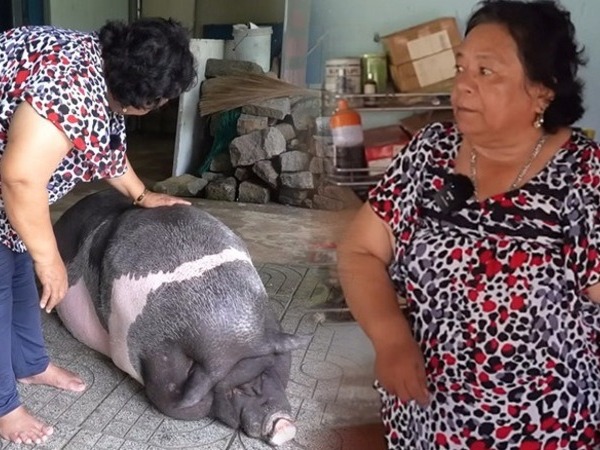 Chú heo 200kg biết tự mở vòi nước để tắm, bà chủ tiết lộ định nuôi để thịt nhưng đổi ý vì một chuyện lạ