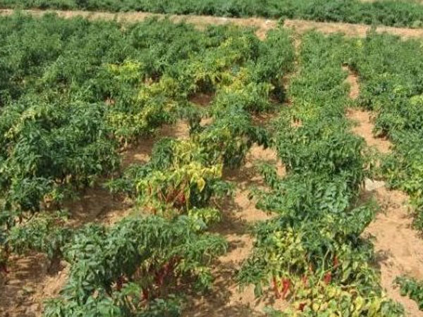 Trung Quốc và Lào đang mạnh tay thu mua một loại quả bán đầy chợ tại Việt Nam: Thu 18 triệu USD trong nửa đầu năm, đồng bằng sông Cửu Long là ‘thủ phủ’