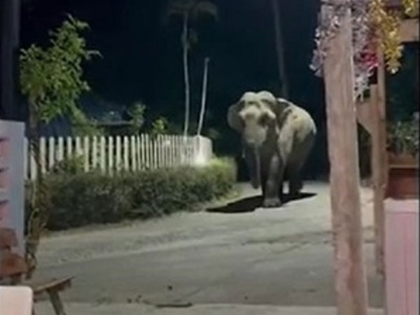 Video: Chú voi khổng lồ 'ghé thăm' ngôi làng lúc nửa đêm