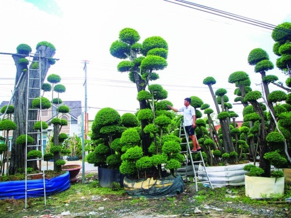 Làm nghề 'thổi hồn' cho cây, mỗi tháng kiếm 30 - 40 triệu đồng