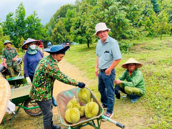 Mục kích vườn sầu riêng lớn nhất thế giới của bầu Đức