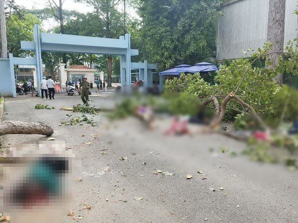 Nhánh cây rơi đè lên nhiều người đang tập thể dục, 2 người chết, 3 người bị thương nặng