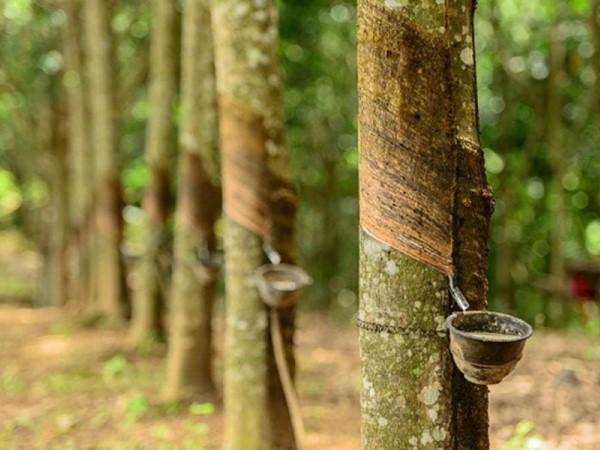 Phạm nhân 18 tuổi bị bạn tù sát hại khi đang lao động