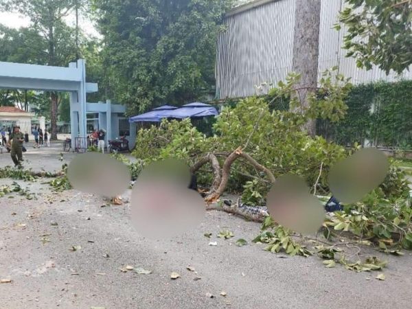 Điều tra, xác định trách nhiệm vụ gãy nhánh cây khiến 2 người chết ở Công viên Tao Đàn