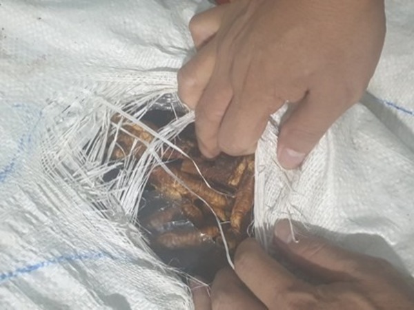 Kinh hoàng phát hiện 1 tấn chân gà chảy nước, bốc mùi hôi thối đang trên đường đi tiêu thụ