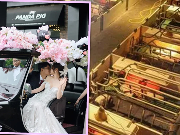 Trung Quốc rộ trào lưu các cặp đôi đổ về trang trại lợn làm đám cưới, lý do đằng sau khiến ai cũng phải gật gù tán thưởng