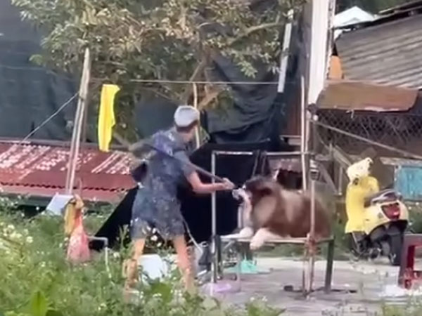 Phẫn nộ clip chú chó Alaska chuyên cho thuê chụp ảnh ở Đà Lạt bị đánh đập dã man: Tiếng kêu đau đớn và sợ hãi gây xót xa