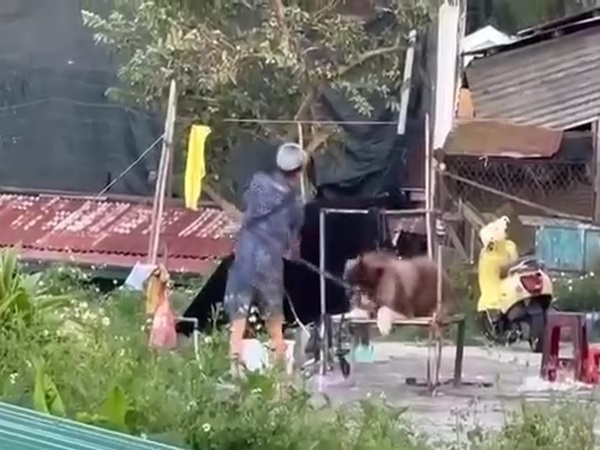 Vụ chó Alaska bị đánh đập ở Đà Lạt: Cần xử lý nghiêm