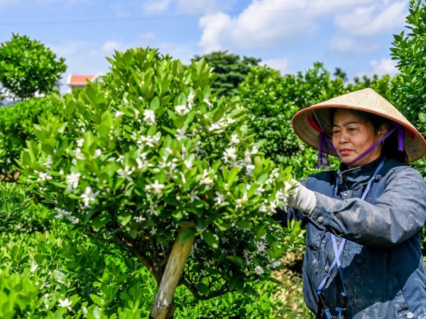 Nông dân vựa quất lớn nhất Nam Định nơm nớp lo lỡ vụ Tết