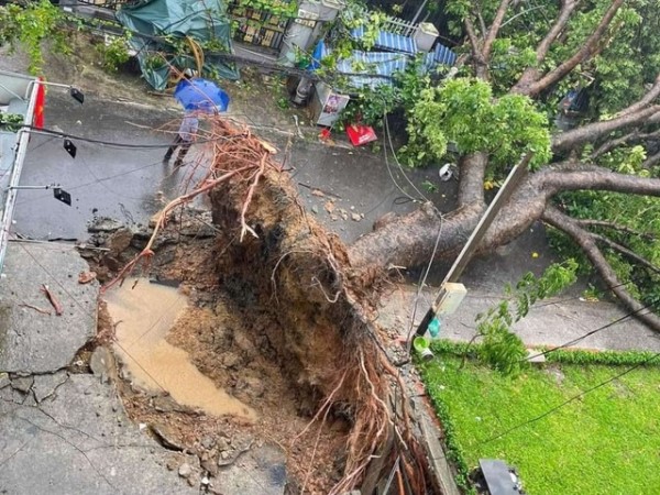 Cây xanh bị quật ngã la liệt, đè ô tô và người đi xe máy sau mưa dông ở TP.HCM