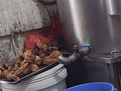 Chuột vô tư mò vào khay đùi gà trong quán ăn ở Hà Nội khiến thực khách kinh hãi