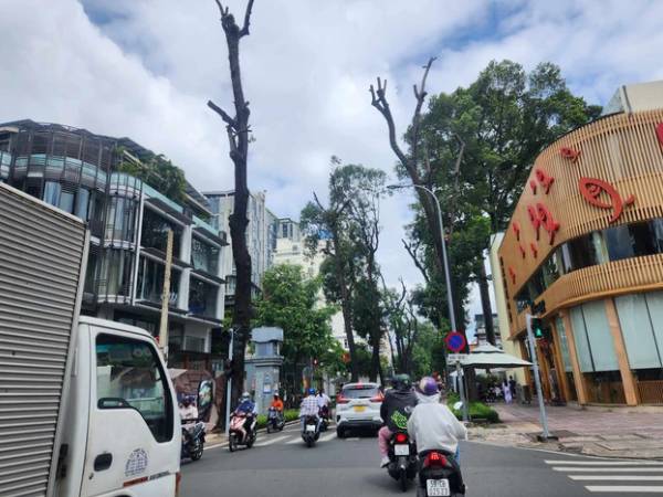 TP.HCM: Cắt tỉa hàng loạt cây xanh sau sự cố nhánh cây rơi xuống đường khiến 1 người tử vong