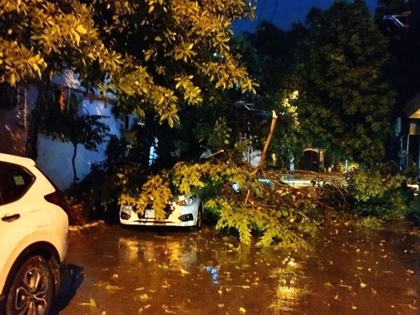 Cây cổ thụ đổ la liệt, đè lên ô tô và người đi xe máy ở Thanh Hóa