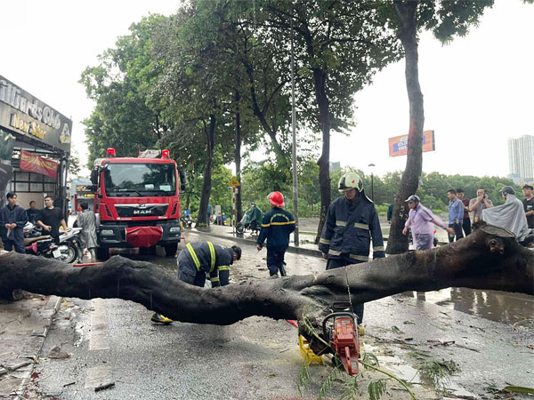 11 vụ cây đổ làm 2 người ở Hà Nội tử vong, khẩn cấp tránh ra đường