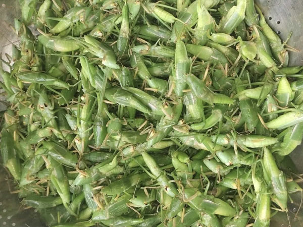 800 nghìn/kg vẫn đắt hàng, ‘tóp mỡ xanh’ thành món ăn của nhà giàu Hà Nội