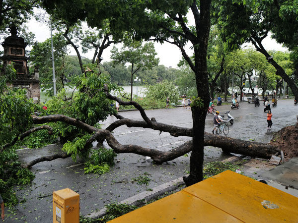 Chủ tịch Hà Nội yêu cầu 'cứu' cây đổ do bão Yagi