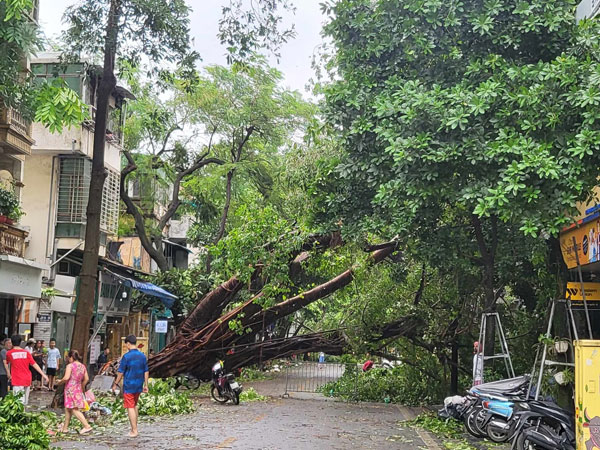 Tiếc nuối những 'cụ cây' trăm tuổi bật gốc trong bão số 3 trên phố cổ Hà Nội