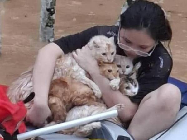 Thông tin chính xác về vụ cô gái giải cứu 4 chú mèo giữa dòng nước xiết: thà bỏ của chứ không bỏ 'con'