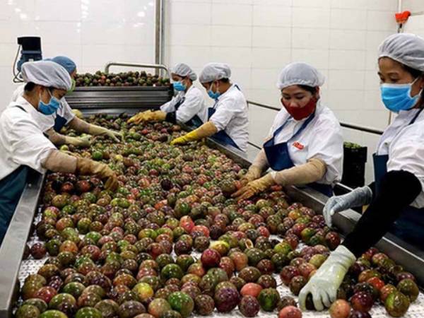 Lọt top xuất khẩu lớn nhất thế giới, một loại quả Việt Nam đón tin vui từ Úc, Mỹ