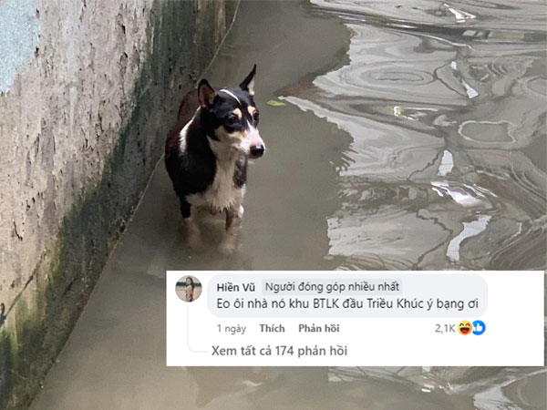 Chú chó 'phú nhị đại' ở Triều Khúc, Hà Nội đi lạc sau bão nổi tiếng khắp MXH: Tình hình hiện tại thế nào?