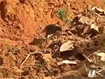 Thương tâm hai chú chó cố gắng tìm kiếm bóng dáng chủ nhân từ những gì còn sót lại sau vụ sạt lở đất