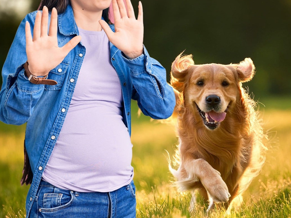Đền bù hơn 300 triệu vì để chó làm người phụ nữ có thai giật mình