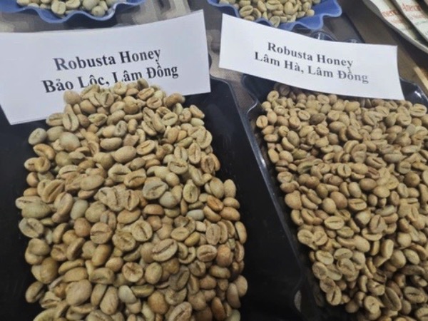 Giá cà phê Robusta tăng dữ dội chỉ sau một đêm