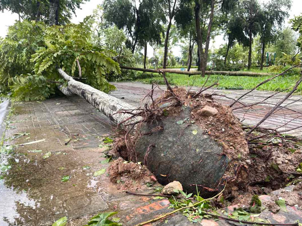 Hà Nội truy đơn vị trồng cây còn nguyên bọc bầu bằng vật liệu không tiêu huỷ