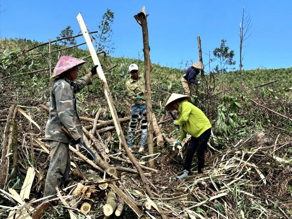 Quảng Ninh hối hả tận thu gỗ rừng thiệt hại sau cơn bão số 3