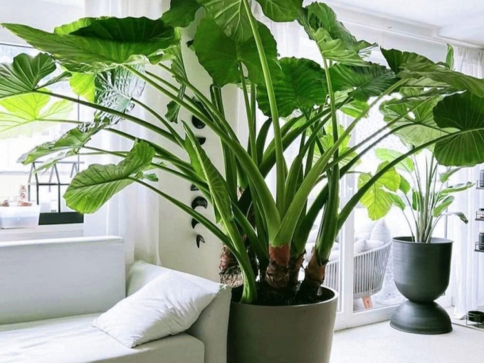 Phong thủy đúc kết: Trồng 8 cây hễ nở hoa là gia đình gặp điều may, mọi việc phất lên trông thấy!