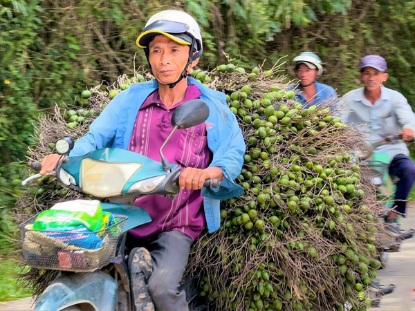 Giá tăng kỷ lục, 1 tấn cau tươi bằng cả lượng vàng