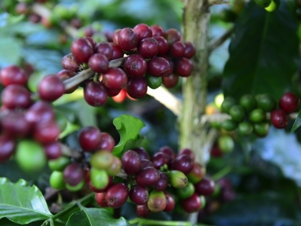 Cà phê Robusta, Arabica đồng loạt tăng giá sốc