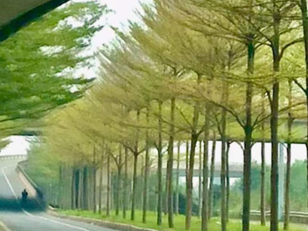 Hà Nội yêu cầu hạn chế chặt hạ, dịch chuyển cây xanh