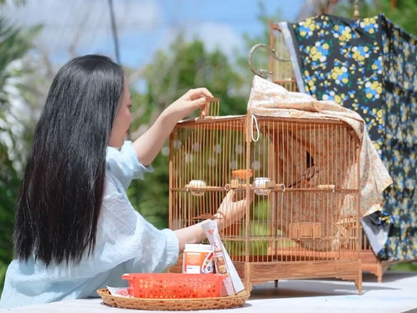 Cô gái Gia Lai 24 tuổi đam mê chim tiền tỷ, chăm kỹ như chăm con, 'hốt' mấy chục chiếc xe nhờ thi chim
