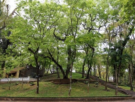 Ngọn núi ở Hà Nội có loài cây là 'vàng lộ thiên', mỗi cá thể gắn mã QR, lắp camera bảo vệ nghiêm ngặt