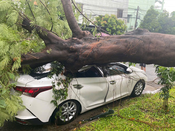 Cây phượng trong trường học ở TPHCM bật gốc, đè bẹp xe ô tô